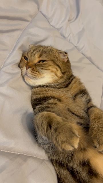 Милая шотландская вислоухая кошка спит 🐱