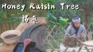 Honey Raisin Tree: Have You Ever Seen This Strange Plant?