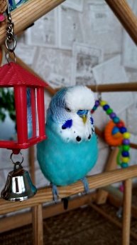 🦜Попугайчик разговаривает 🦜