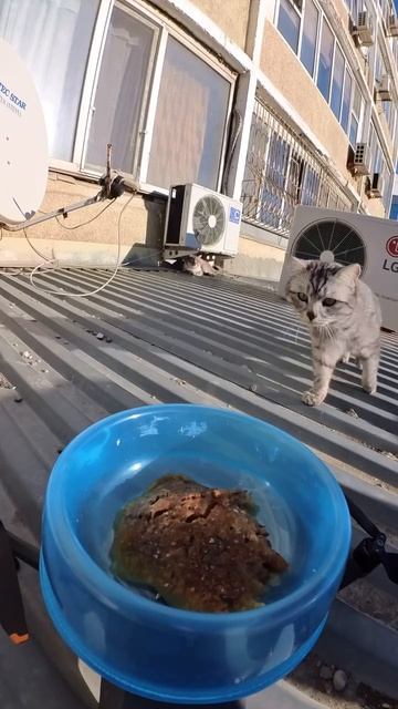 Миска для кота