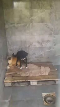 Собаки под усыпление в отлове