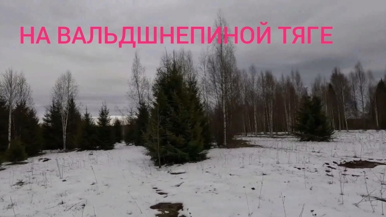 ОХОТА НА ВАЛЬДШНЕПИНОЙ ТЯГЕ! ОТПРАВИЛИСЬ В ТАЙГУ НА КАРАКАТЕ!