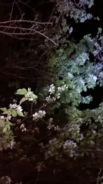 1000602105.mp4
