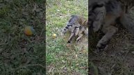 Веселый кот