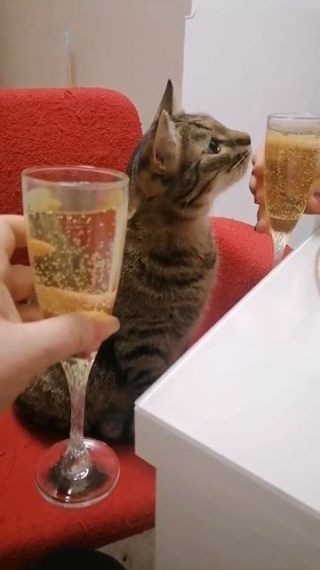 С Новым Годом, Кот!!!!