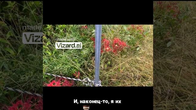 Ликорисы в Японии_ удивительное открытие!