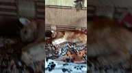 1000003090.mp4