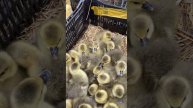 🐤цыплята, 🐥утята, гусята