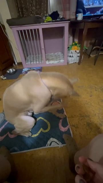 Тюльпан выполняет команду "стыдно"!