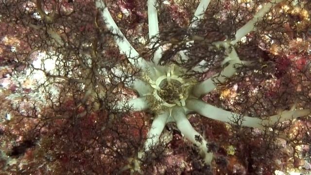 Тайны морского дна: как существа с игольчатой кожей спасают океан от гибели