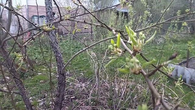 Дачные зарисовки. Апрель 2025.
