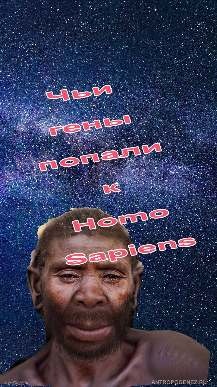 Какие гены мы получили от других популяций древних людей