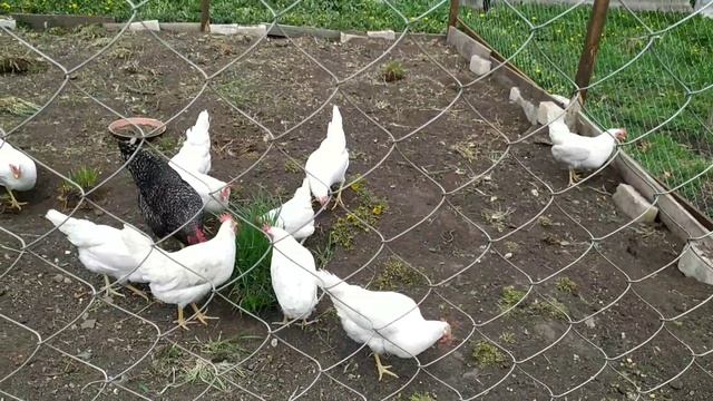 Новополянье! 11 кур! 11 яиц за день!!!