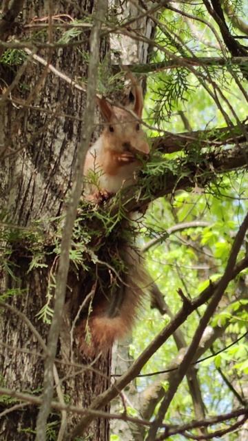 Белка хрумкает 🐿