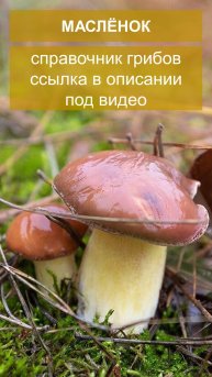 Маслёнок - справочник грибов
