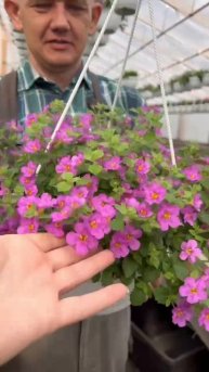 бакопа вегетативная