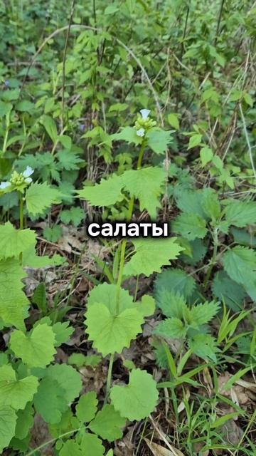 Гниющие раны?