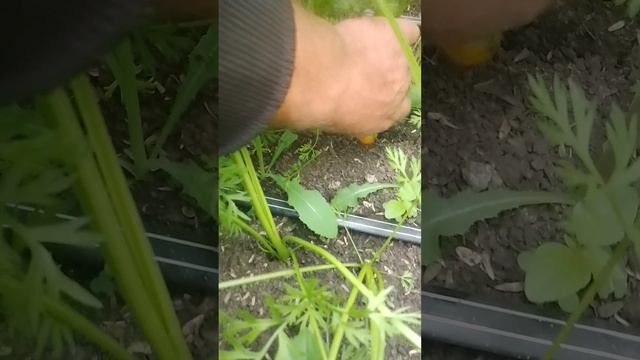 Выращивание моркови.часть 3.