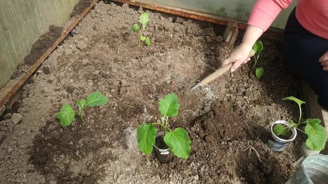 Высадка баклажан в теплицу.