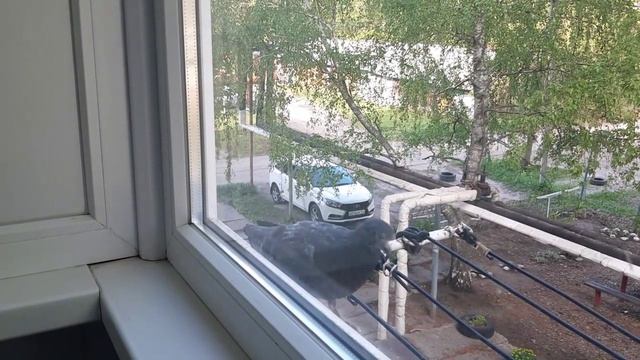 Гостья на подоконнике