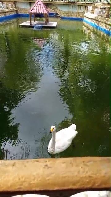 лебеди на озере подплывают к. людям