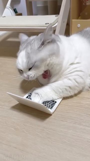Кот и ноут