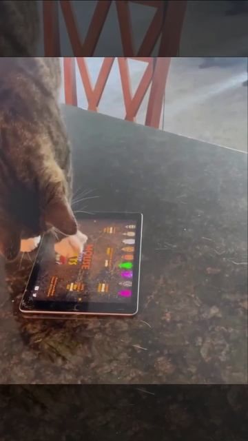 Умный котик сам включает себе игру на планшете
