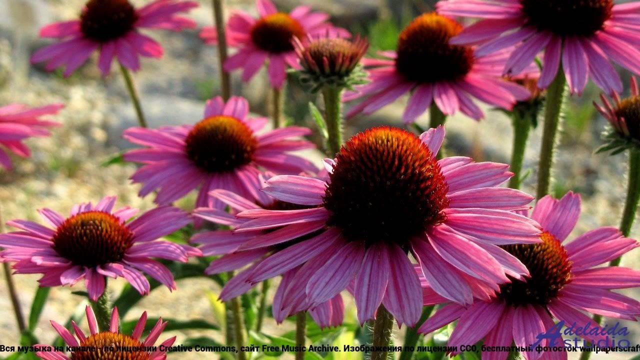 ❤❤❤ Клип, который заставит тебя действовать - Sublime Awakening -- Denys Brodovskyi -- Chasing the D