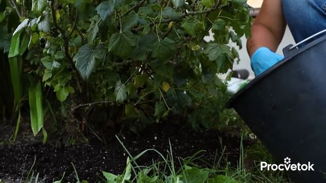 ТРИ ПРАВИЛА ЧЕРНОЙ СМОРОДИНЫ И КРЫЖОВНИКА ПОСЛЕ СБОРА ЯГОД! Закладываем урожай будущего года