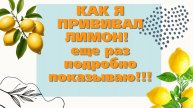 Еще раз про прививку на лимон!!!