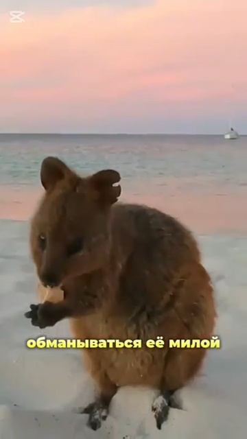 квока