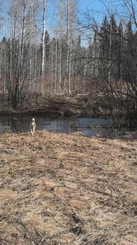 Гуляем, физическое развитие щенков,учатся принимать решения