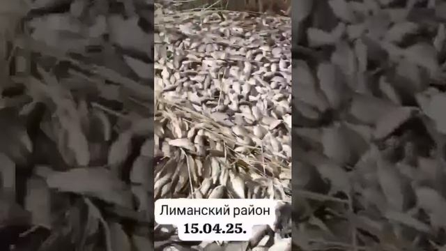 Лиманский район, рыба выбрасывается на берег