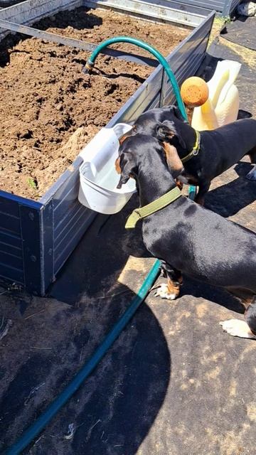 Бекки и Диди на даче!!!😍😍😍