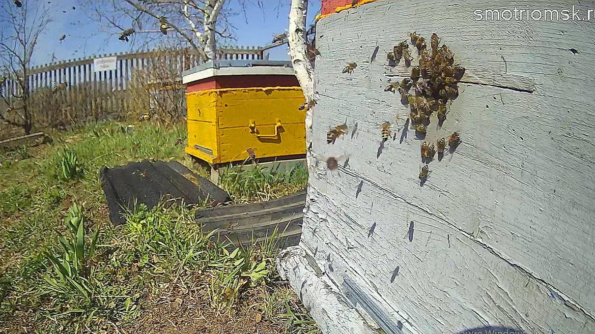 пчелиная пасека онлайн, Росиия, Сибирь