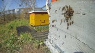 пчелиная пасека онлайн, Росиия, Сибирь