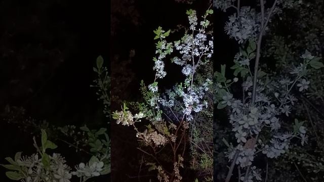 1000602102.mp4