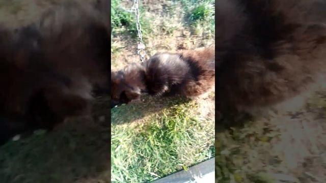 не опрокинет чашку
