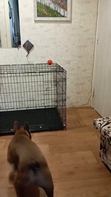 Неси мячик
.