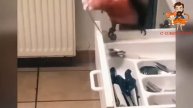 Приколы с котами! Смешные животные С ОЗВУЧКОЙ! 8 МИНУТ СМЕХА!