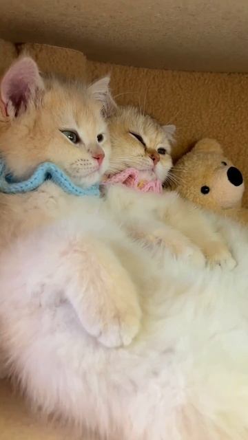 Милашки😍