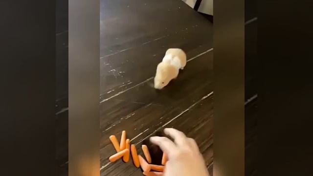 У этого хомяка есть очень важная миссия - впихнуть невпихуемое