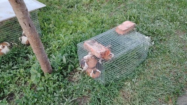 Что случилось с малышами?