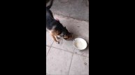 Собака. Овчарка. Том