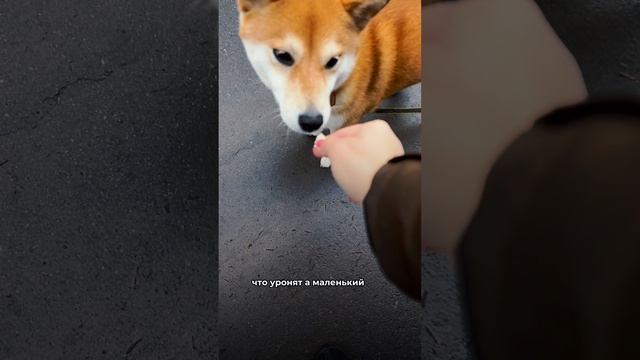 Внимание эксперемент☝️Досмотрите видео до конца)