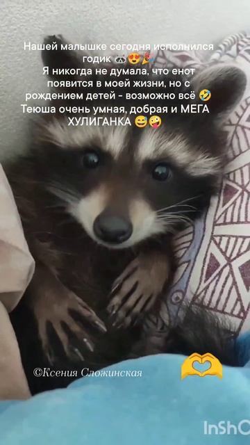 Енот Тея