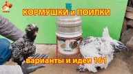 Кормушки и поилки для кур своими руками (161) 🪚✂️ Пошаговая инструкция как сделать 🐔 🐓❣️