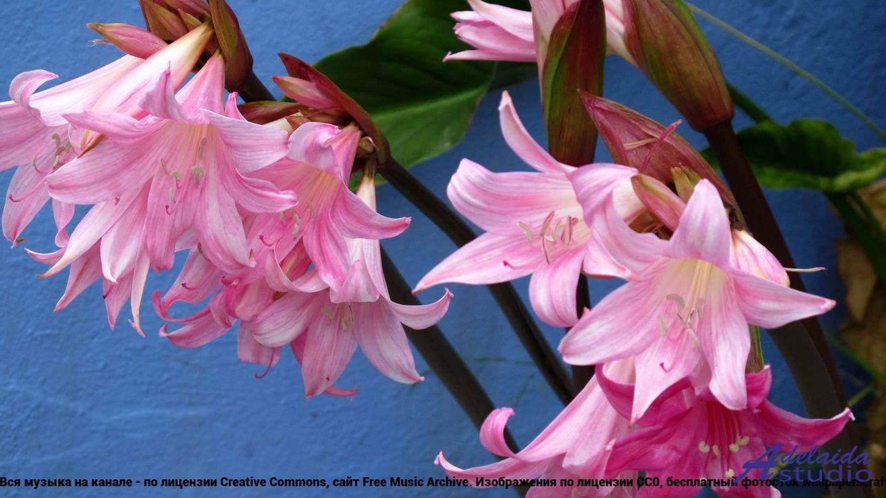 ☞ ❤ ♫ Мелодия, полная страсти - Rising Up -- Denys Brodovskyi -- Chasing the Dream.mp4