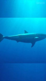 Акула-людоед: Зубастый монстр, который выныривает из кошмаров