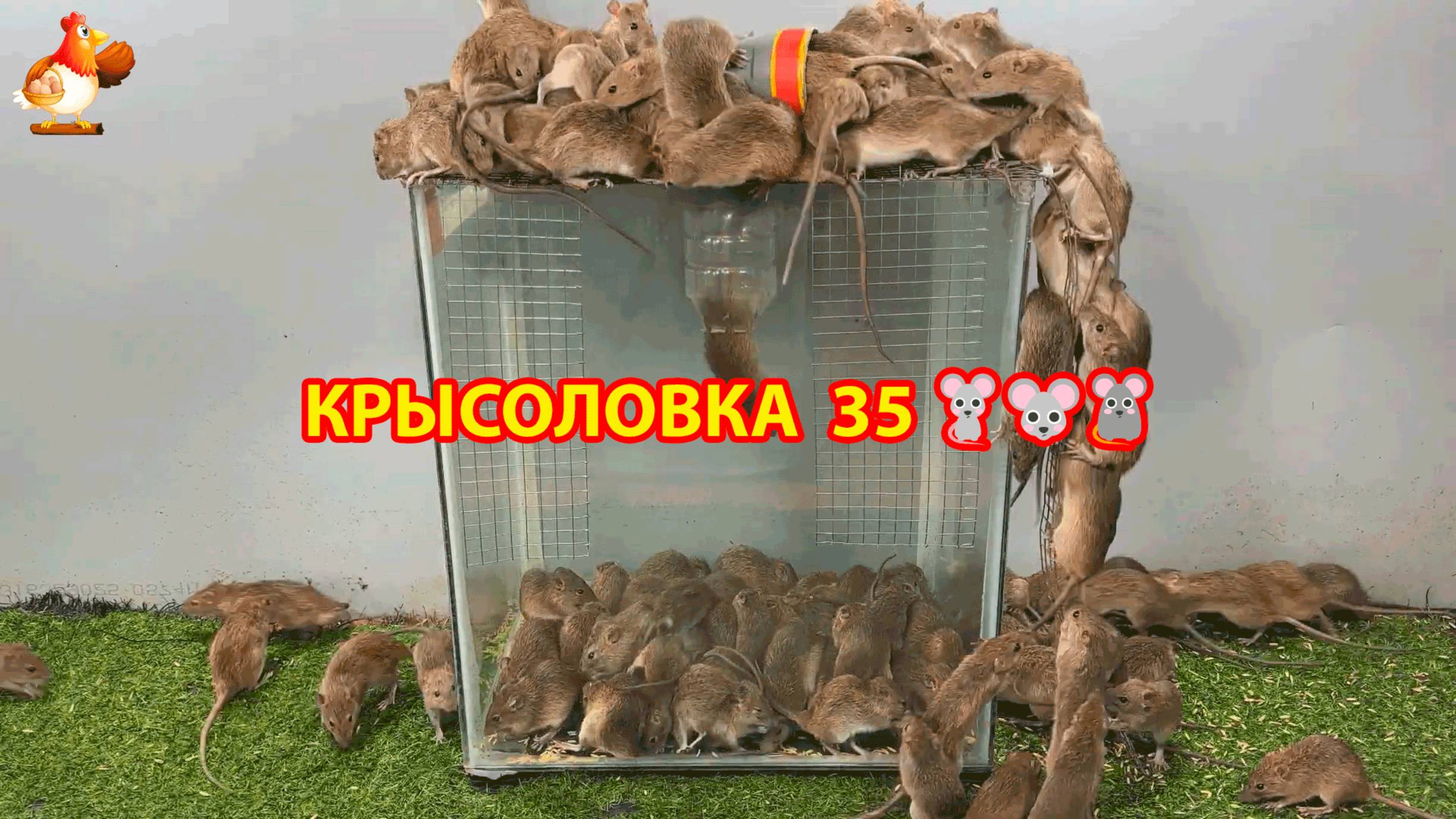 Крысоловка вариант (35) 🐀 Как сделать крысоловку своими руками и поймать кучу крыс 🐀🐁🐀